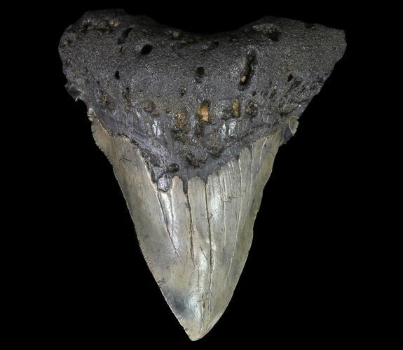 Fossil Megalodon Tooth - Pathological Tooth #65798